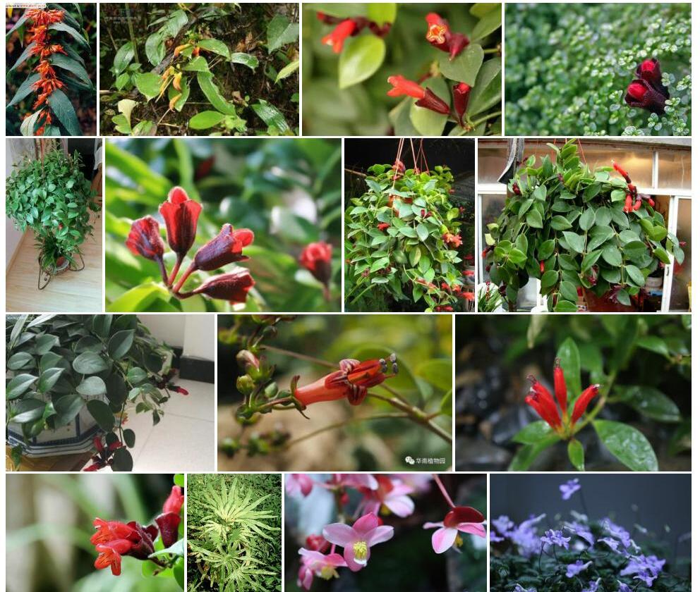 筒花芒毛苣苔Aeschynanthus-tubulosus图片