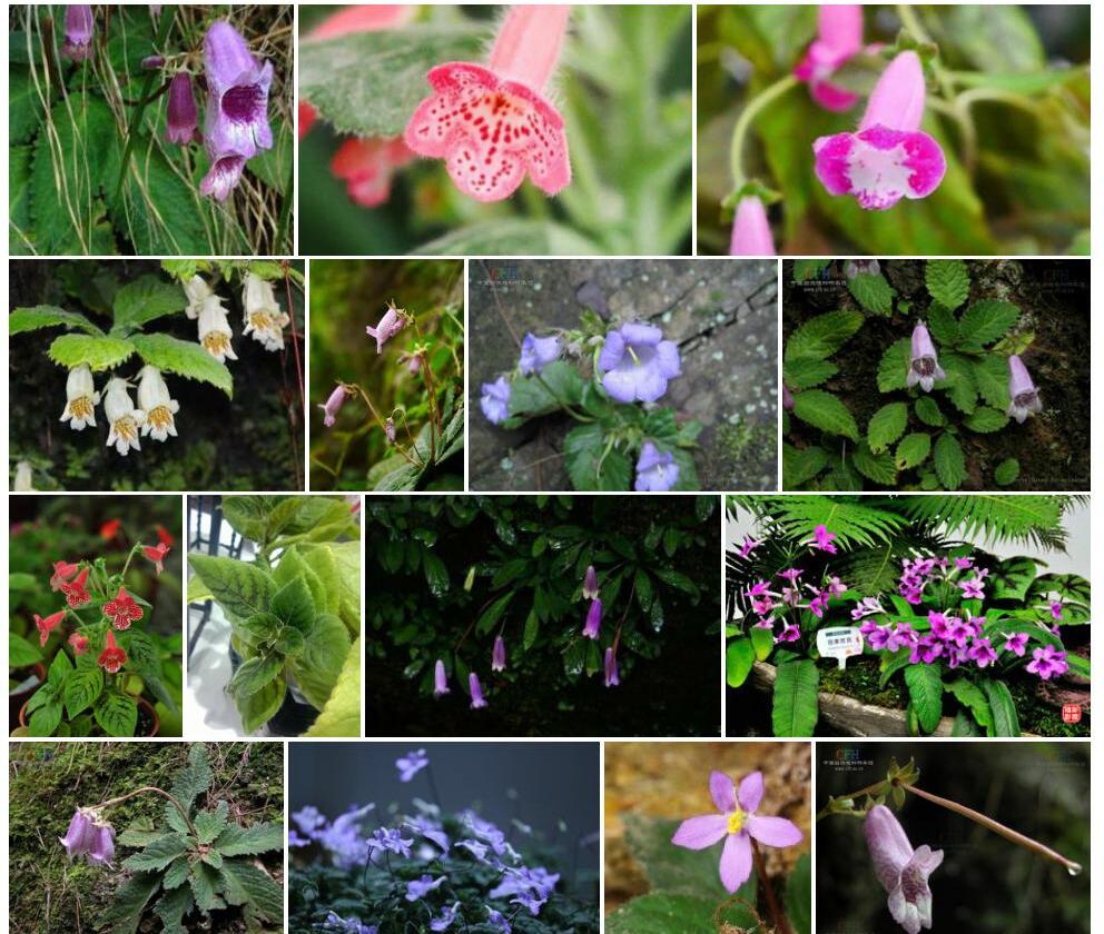 筒花苣苔Briggsiopsis-delavayi图片