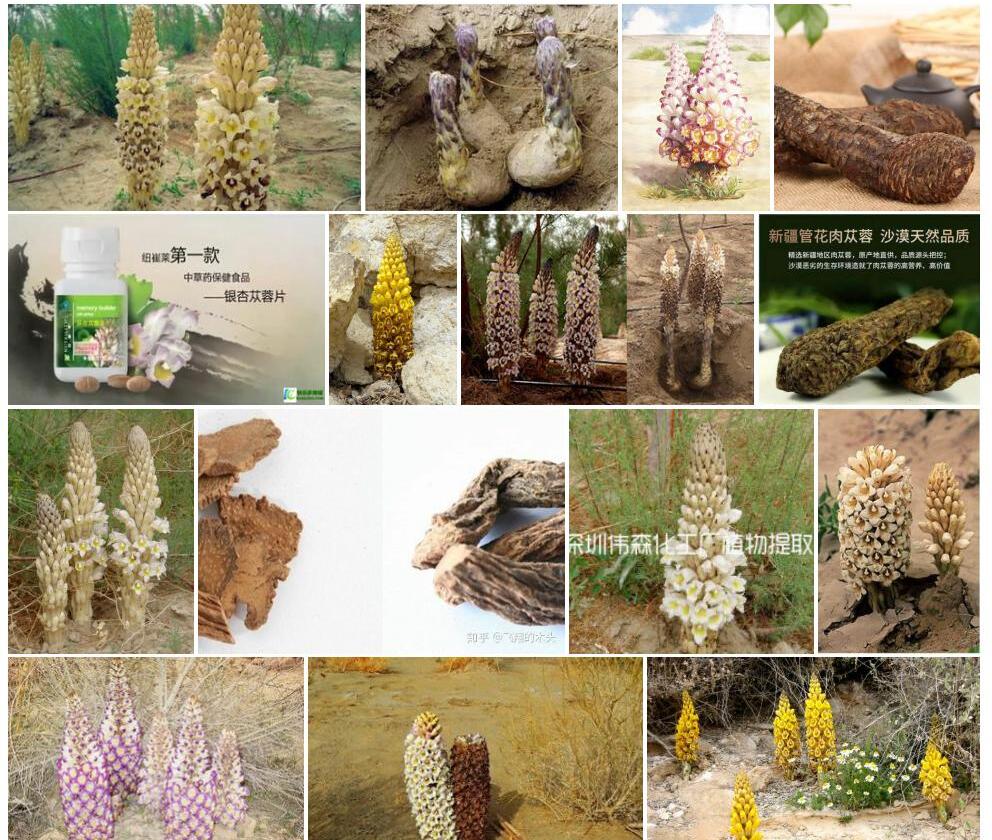 管花肉苁蓉Cistanche-tubulosa图片