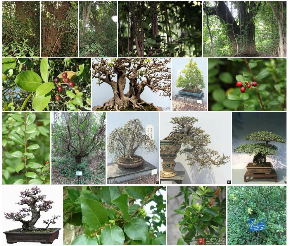 箣柊Scolopia-chinensis图片