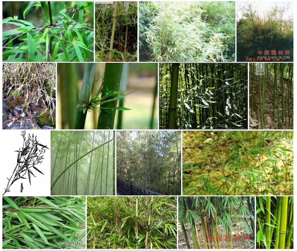 箭竹属Fargesia图片