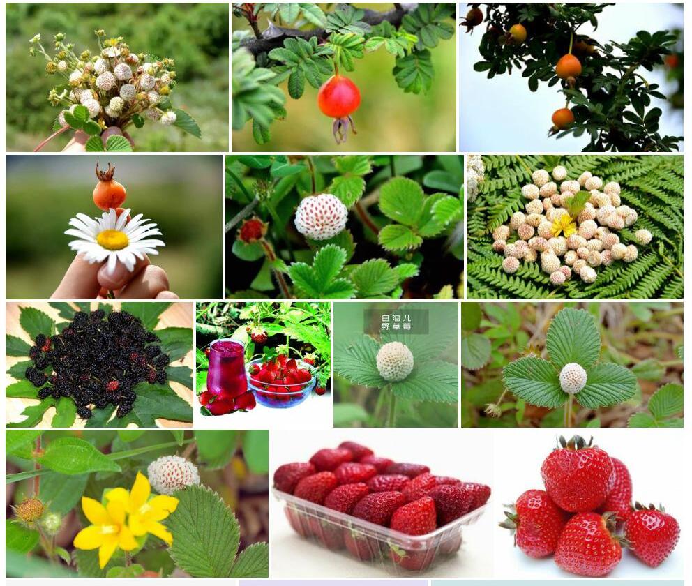 粉叶黄毛草莓Fragaria-nilgerrensis-var.-mairei图片