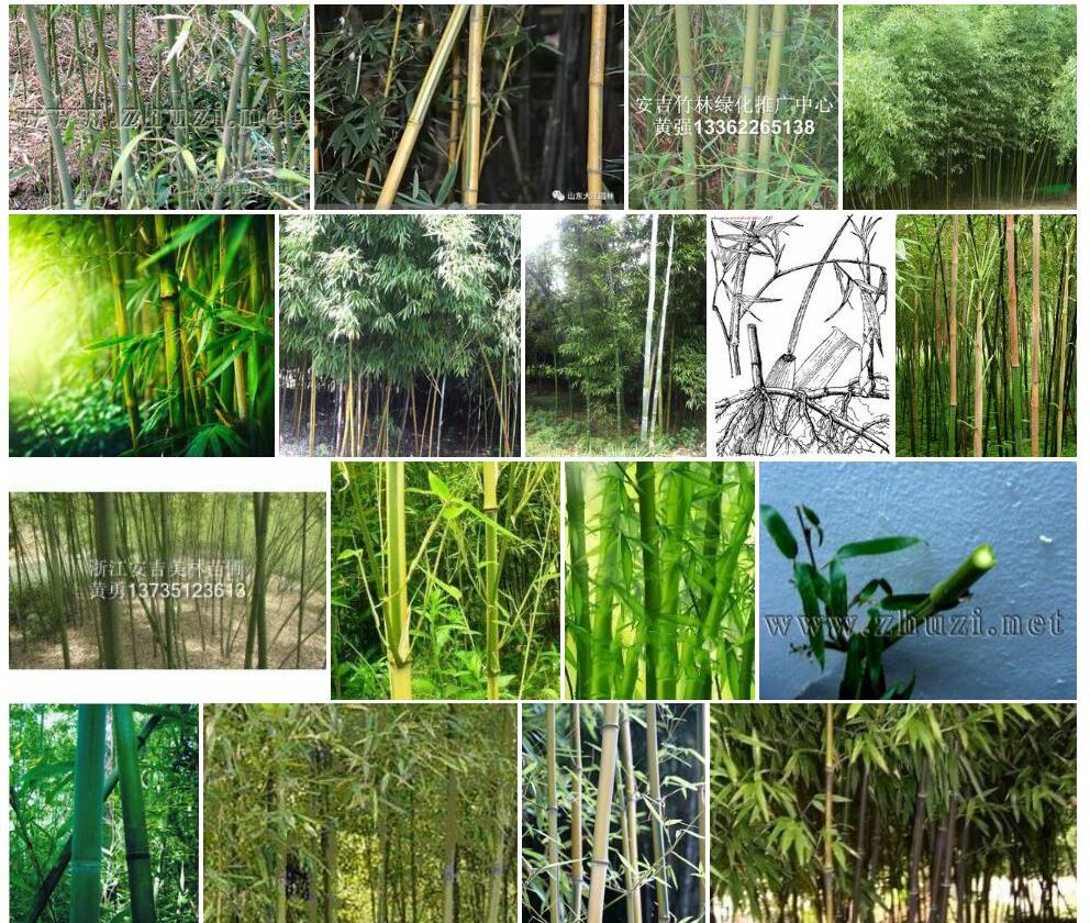 粉绿竹Phyllostachys-viridi-glaucescens图片