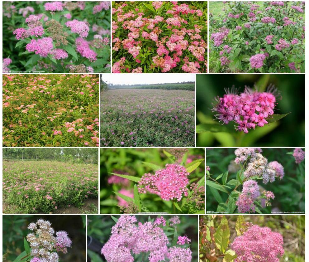 粉花绣线菊Spiraea-japonica图片