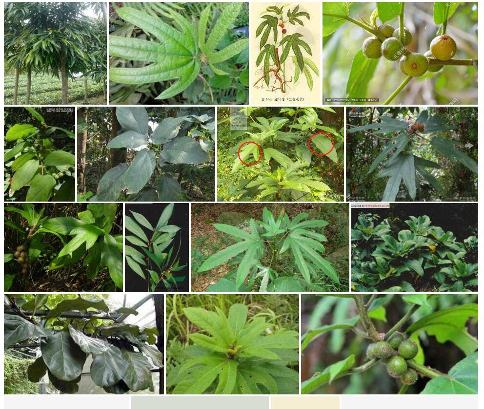 粗叶榕Ficus-hirta图片