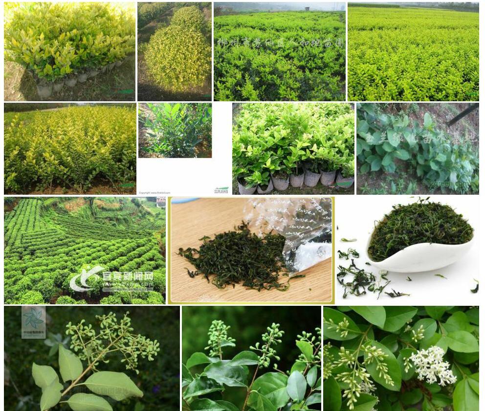 粗壮女贞Ligustrum-robustum图片