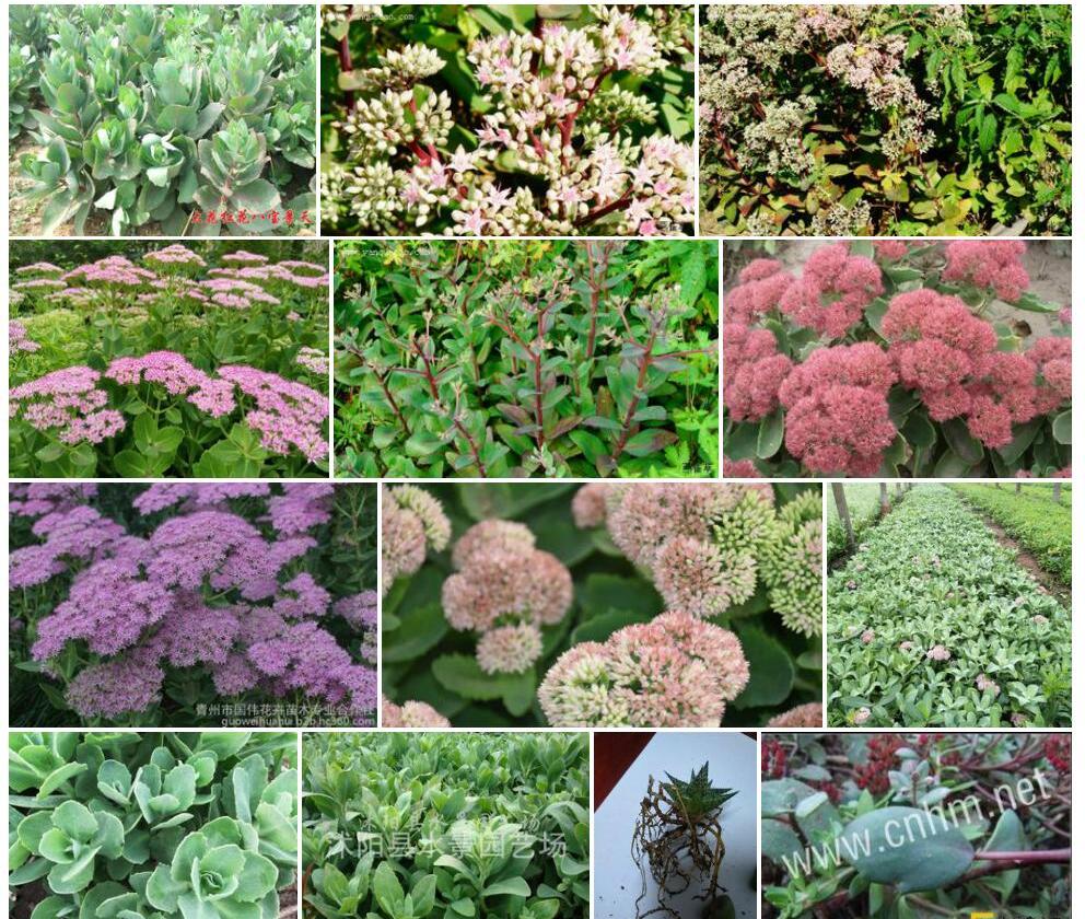 粗壮景天Sedum-engleri图片