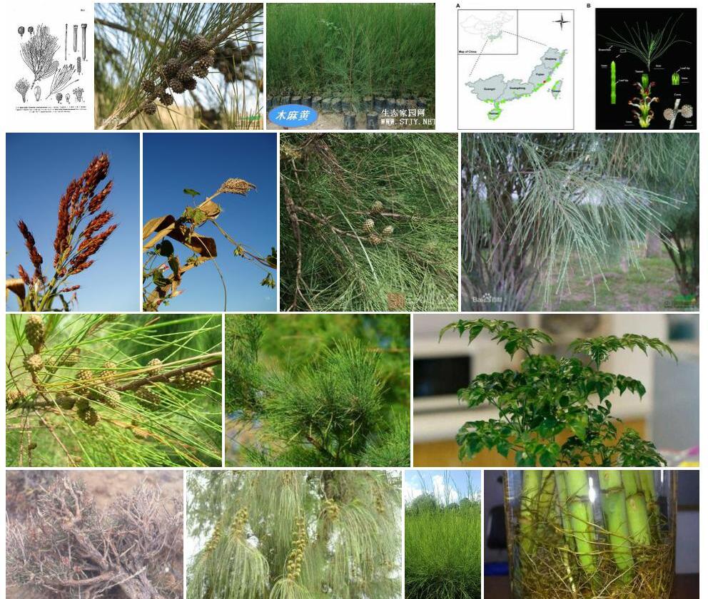 粗枝木麻黄Casuarina-glauca图片