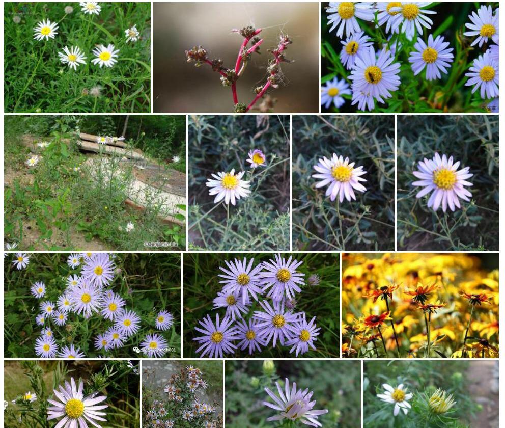 粗毛阿尔泰狗娃花Heteropappus-altaicus-var.-hirsutus图片