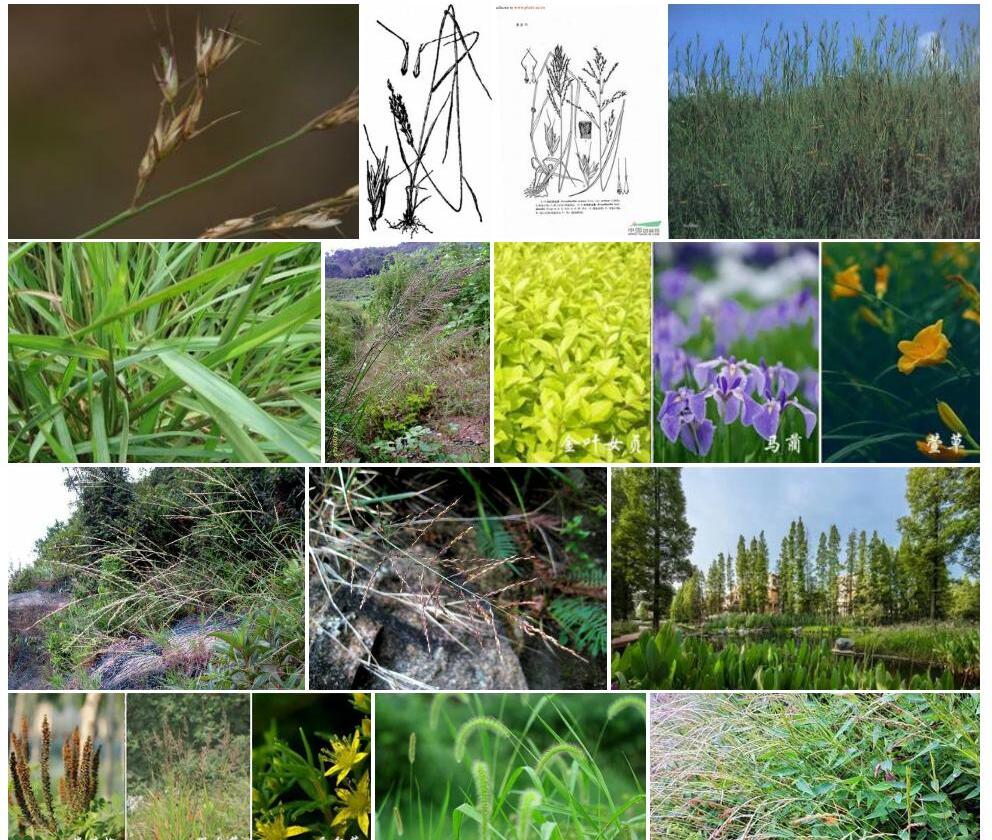 粗芒野古草Arundinella-rupestris-var.-pachythera图片