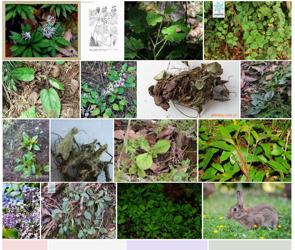 粗齿兔儿风Ainsliaea-grossedentata图片