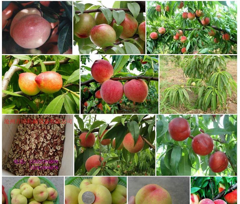粘核光桃Amygdalus-persica-var.-scleronucipersica图片