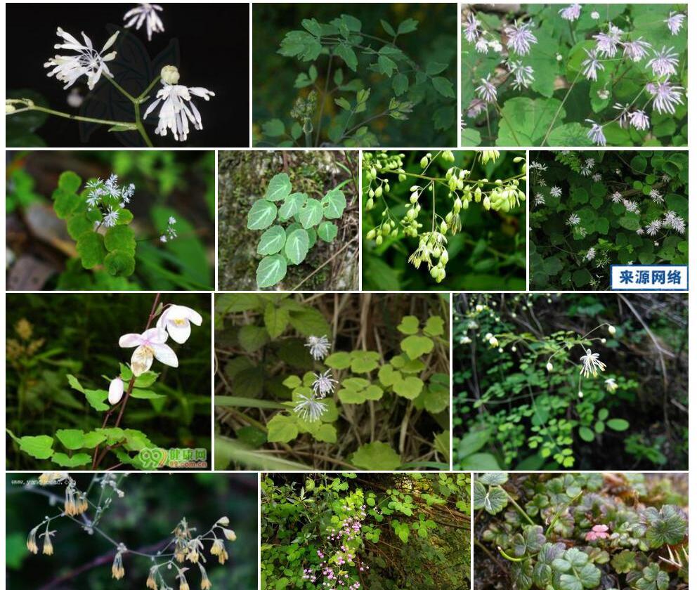 糙叶唐松草Thalictrum-scabrifolium图片