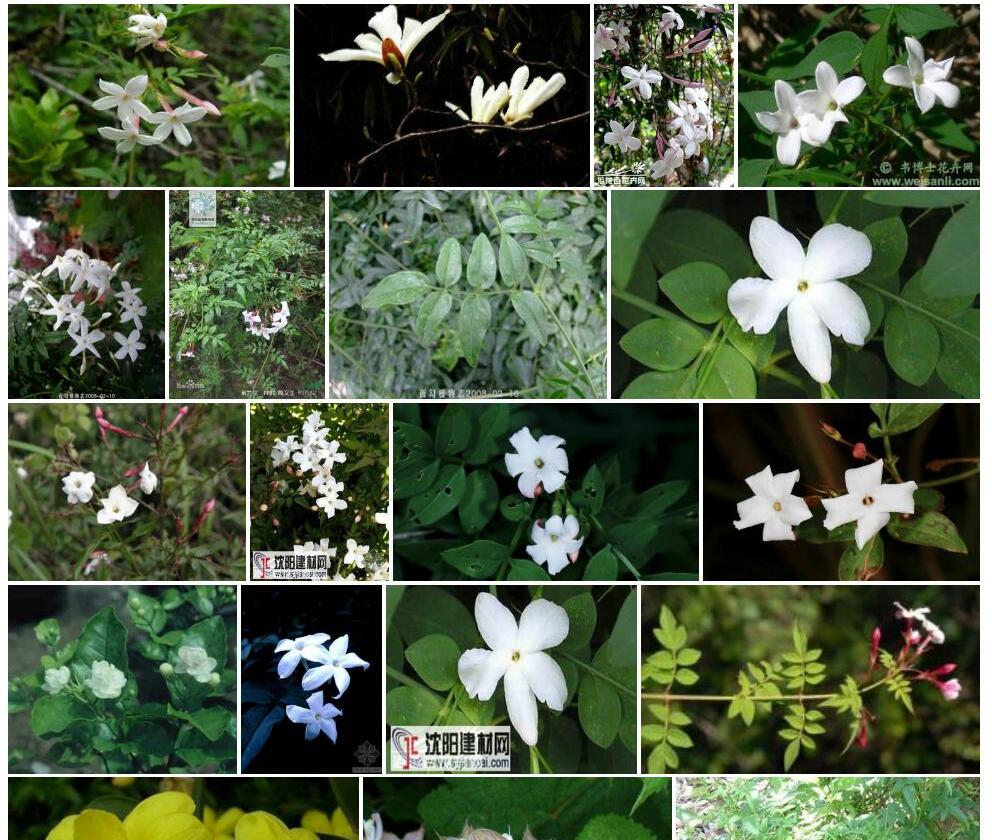 素方花Jasminum-officinale图片