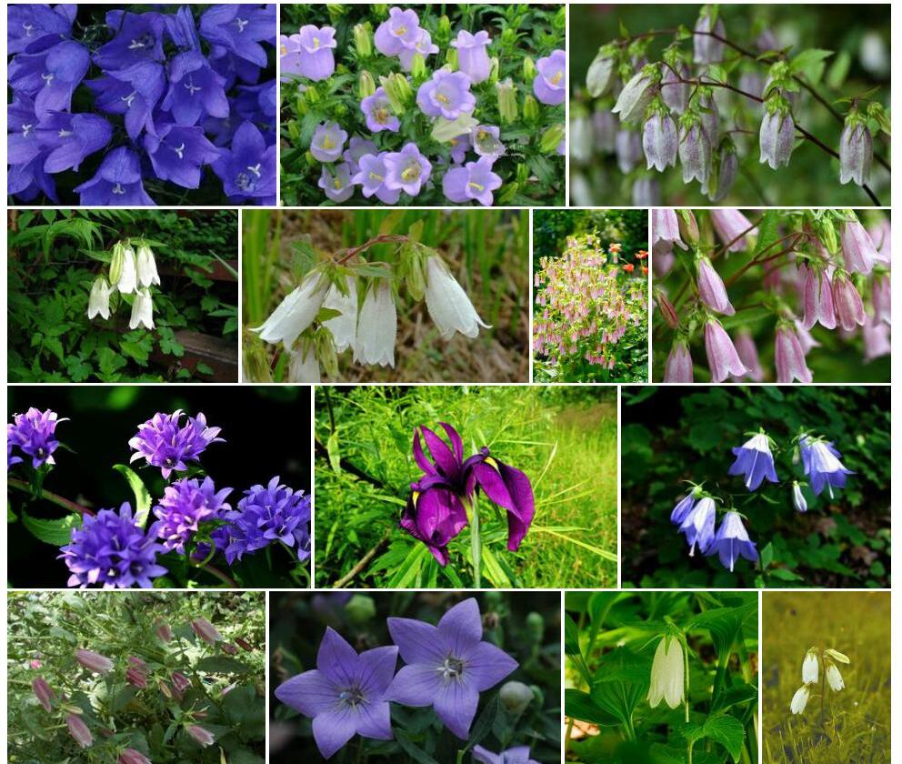 紫斑风铃草Campanula-puncatata图片