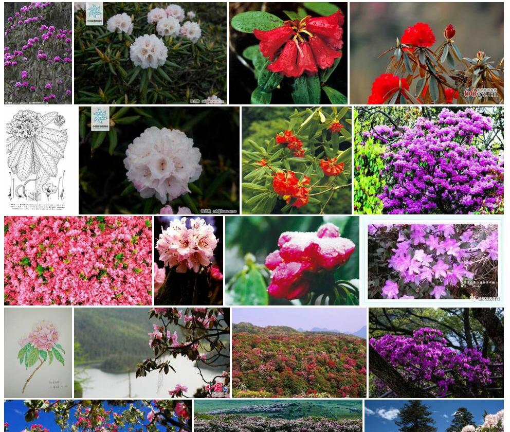 紫玉盘杜鹃Rhododendron-uvarifolium图片