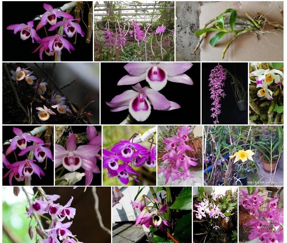 紫瓣石斛Dendrobium-parishii图片
