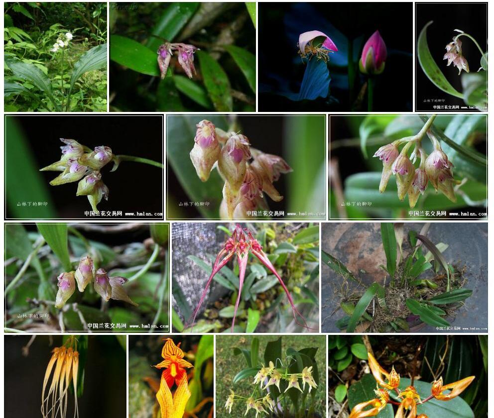 紫纹卷瓣兰Bulbophyllum-melanoglossum图片