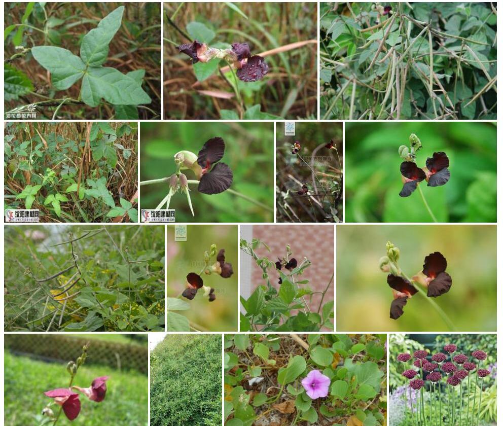 紫花大翼豆Macroptilium-atropurpureum图片