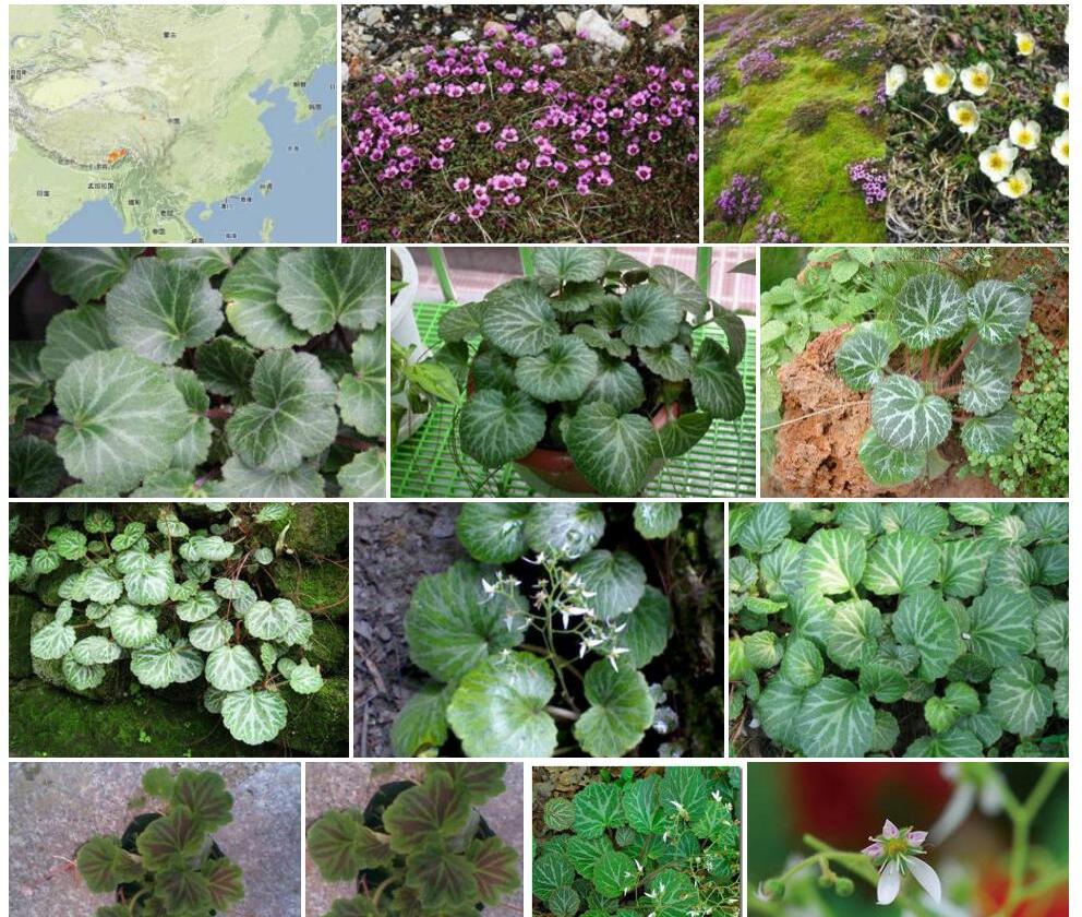 紫花虎耳草Saxifraga-bergenioides图片