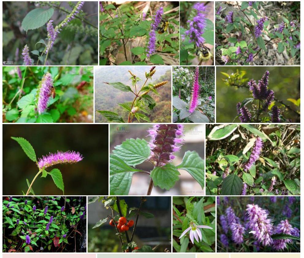 紫花香薷Elsholtzia-argyi图片