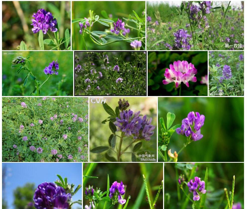紫苜蓿Medicago-sativa图片