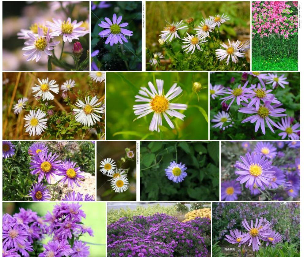 紫菀属Aster图片