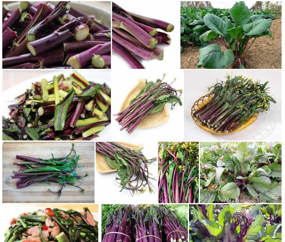 紫菜薹Brassica-campestris-var.-purpuraria图片