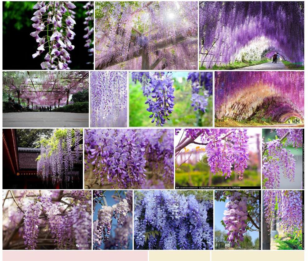 紫藤Wisteria-sinensis图片