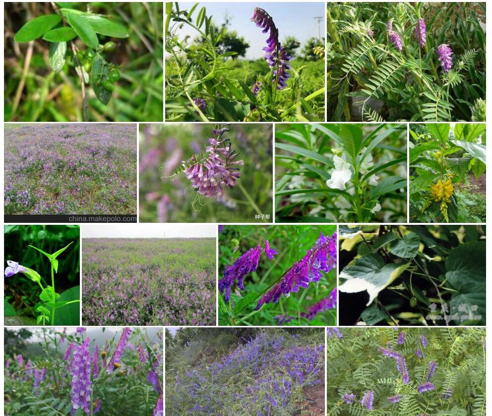 紫被光叶荛花Wikstroemia-glabra-f.-purpurea图片