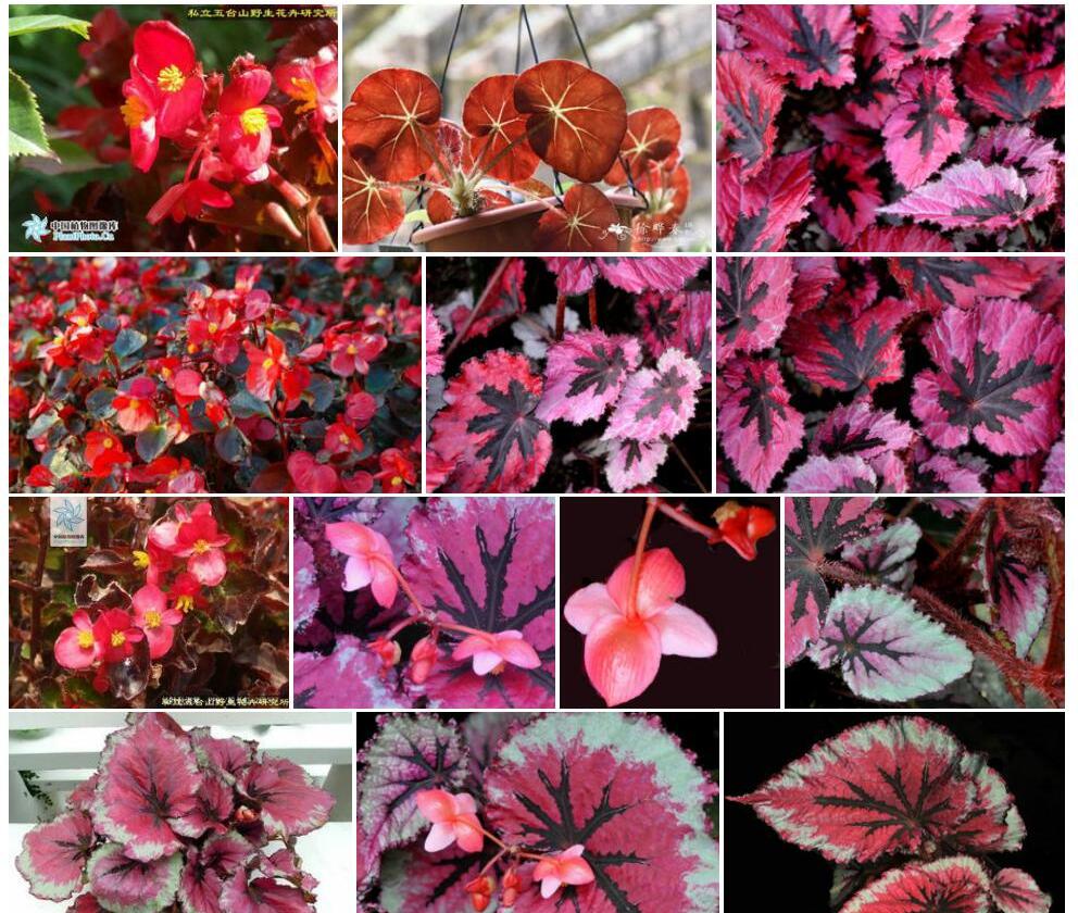 红叶秋海棠Begonia-rhodophylla图片