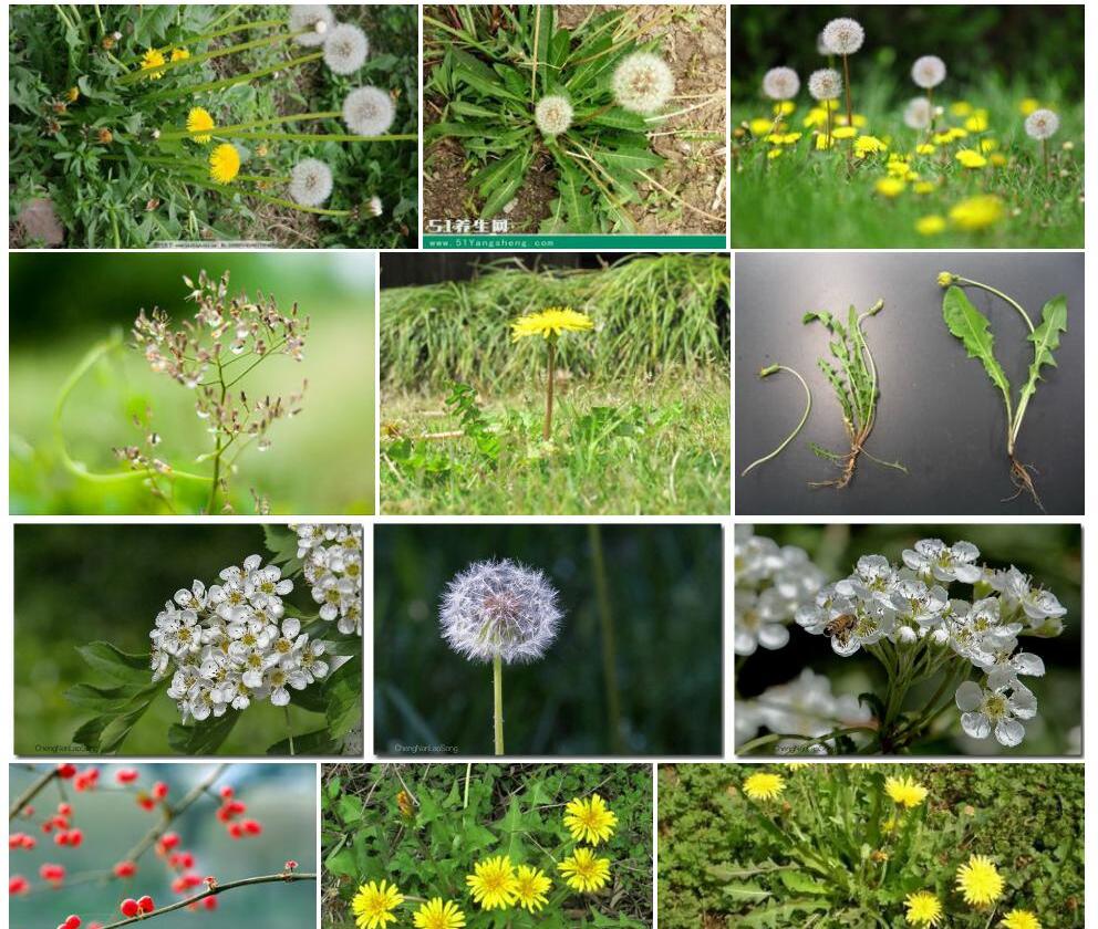 红果蒲公英Taraxacum-erythrospermum图片