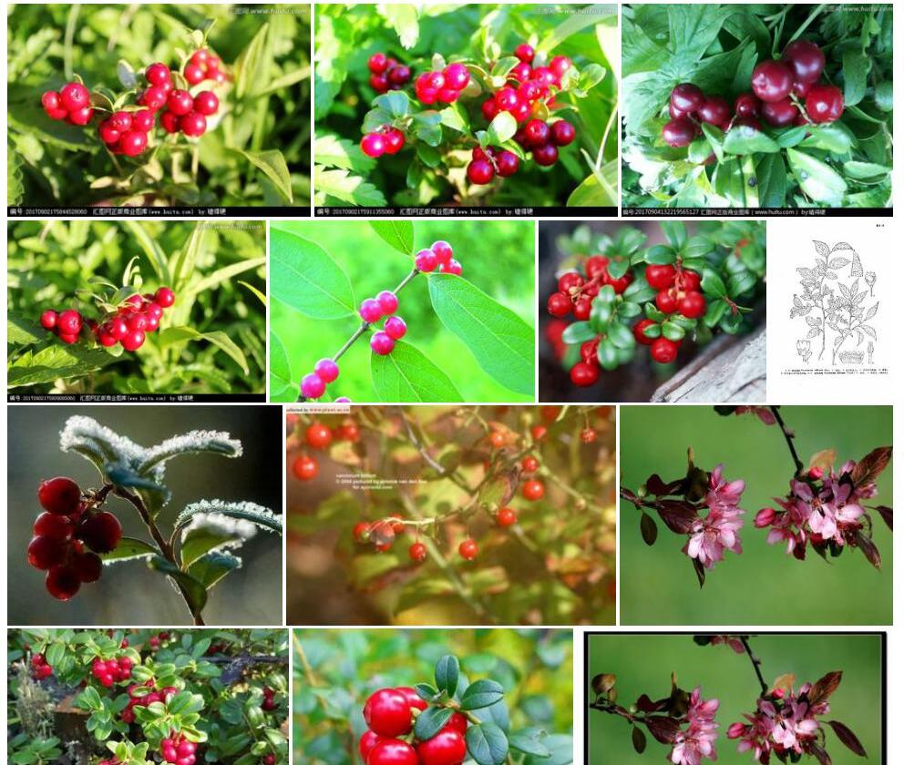 红果越桔Vaccinium-hirtum图片