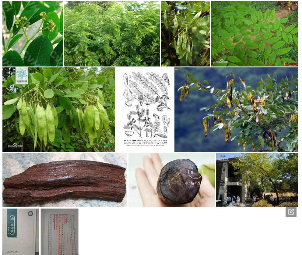 红果黄檀Dalbergia-tsoi图片