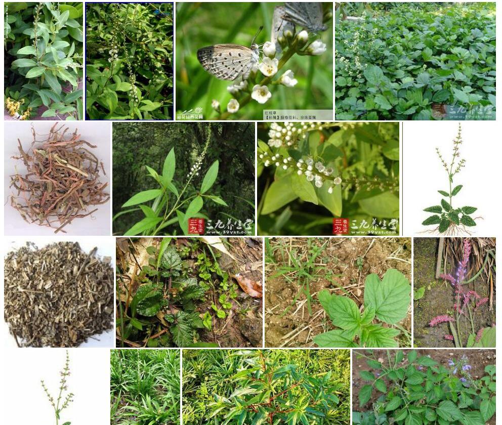 红根草Salvia-prionitis图片