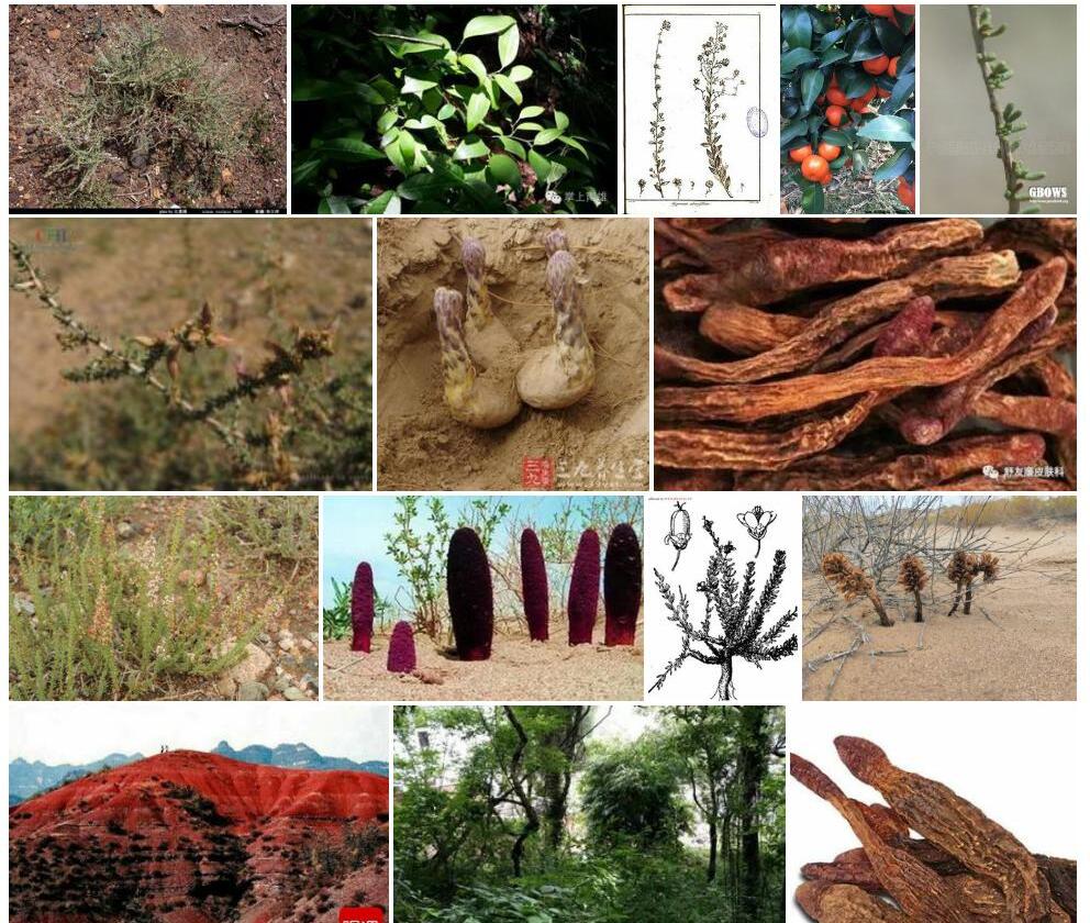 红砂属Reaumuria图片