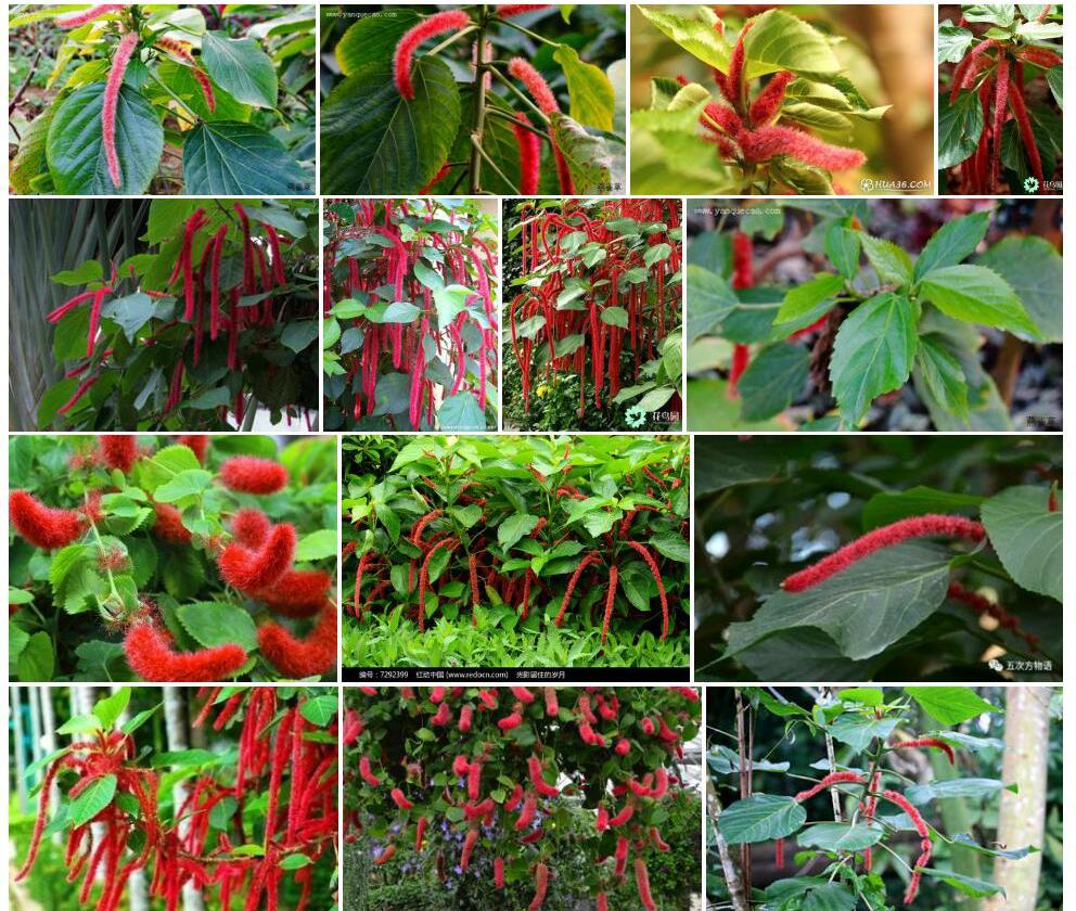 红穗铁苋菜Acalypha-hispida图片