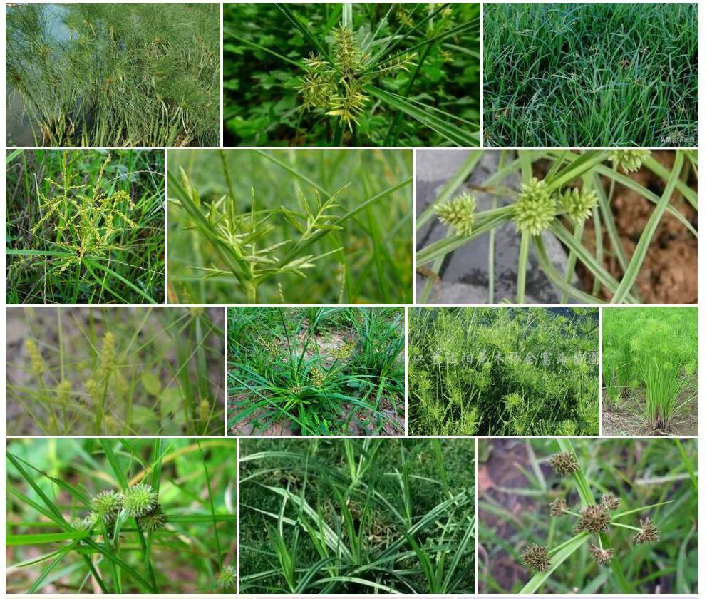 红翅莎草Cyperus-pangorei图片