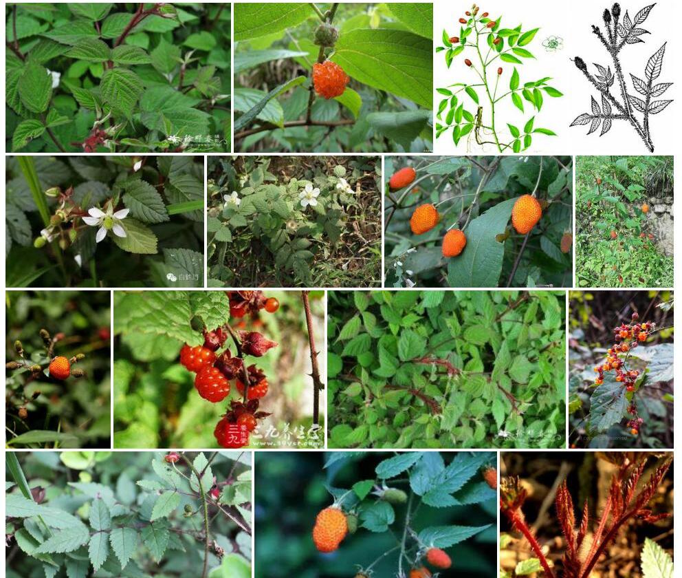 红腺悬钩子Rubus-sumatranus图片