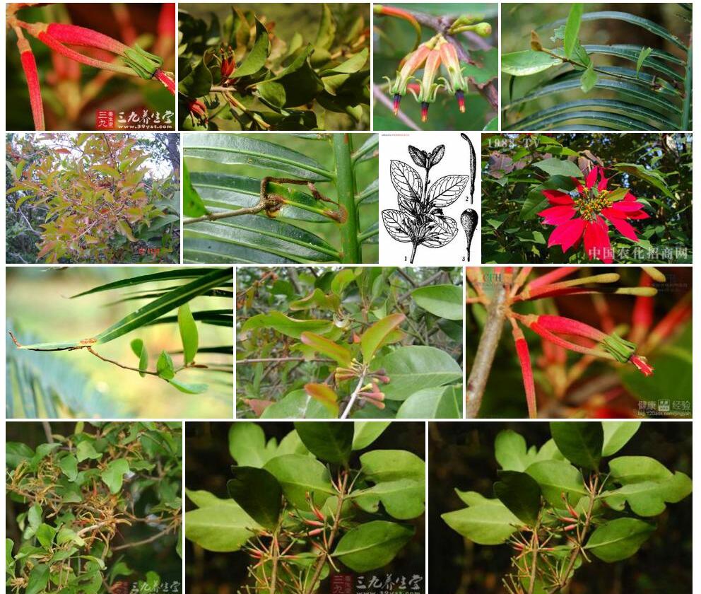 红花寄生Scurrula-parasitica图片