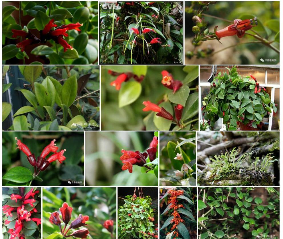 红花芒毛苣苔Aeschynanthus-moningeriae图片