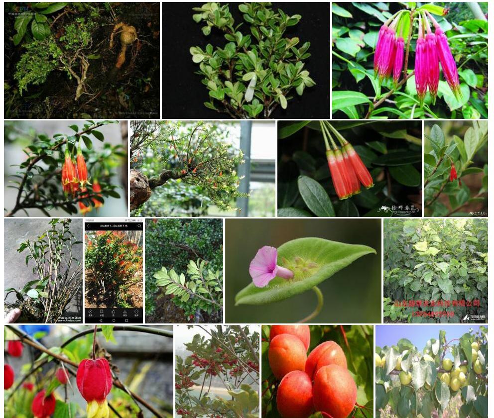 红苞树萝卜Agapetes-rubrobracteata图片