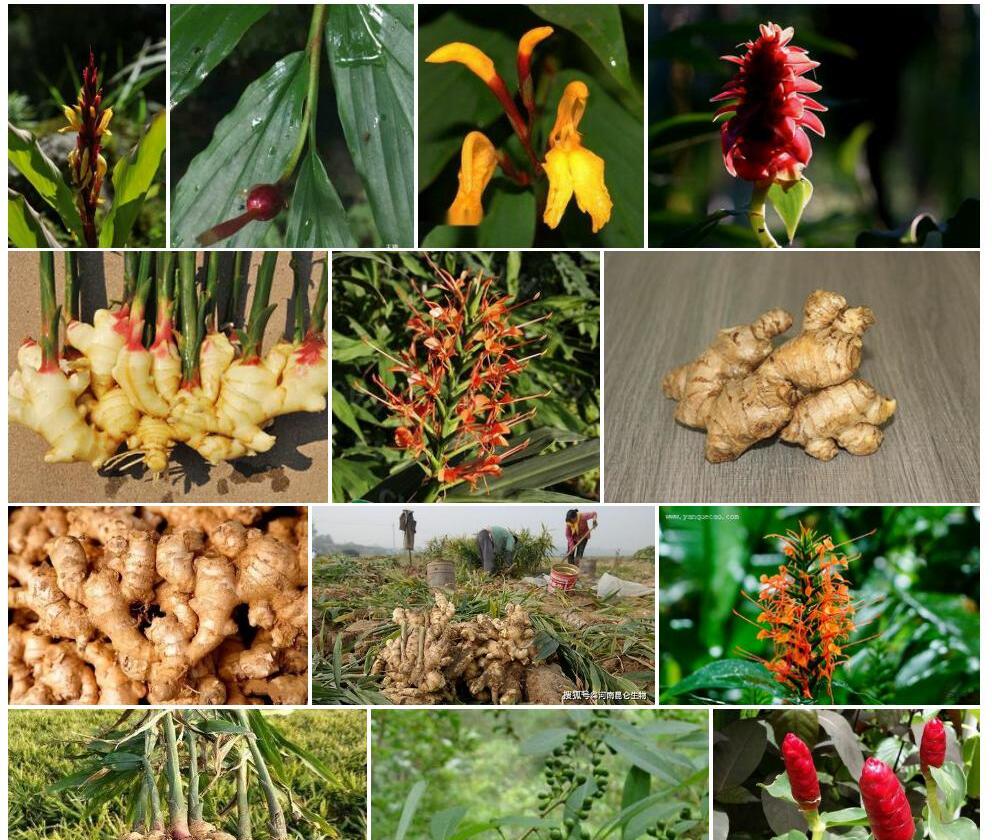 红苞距药姜Cautleya-spicata图片