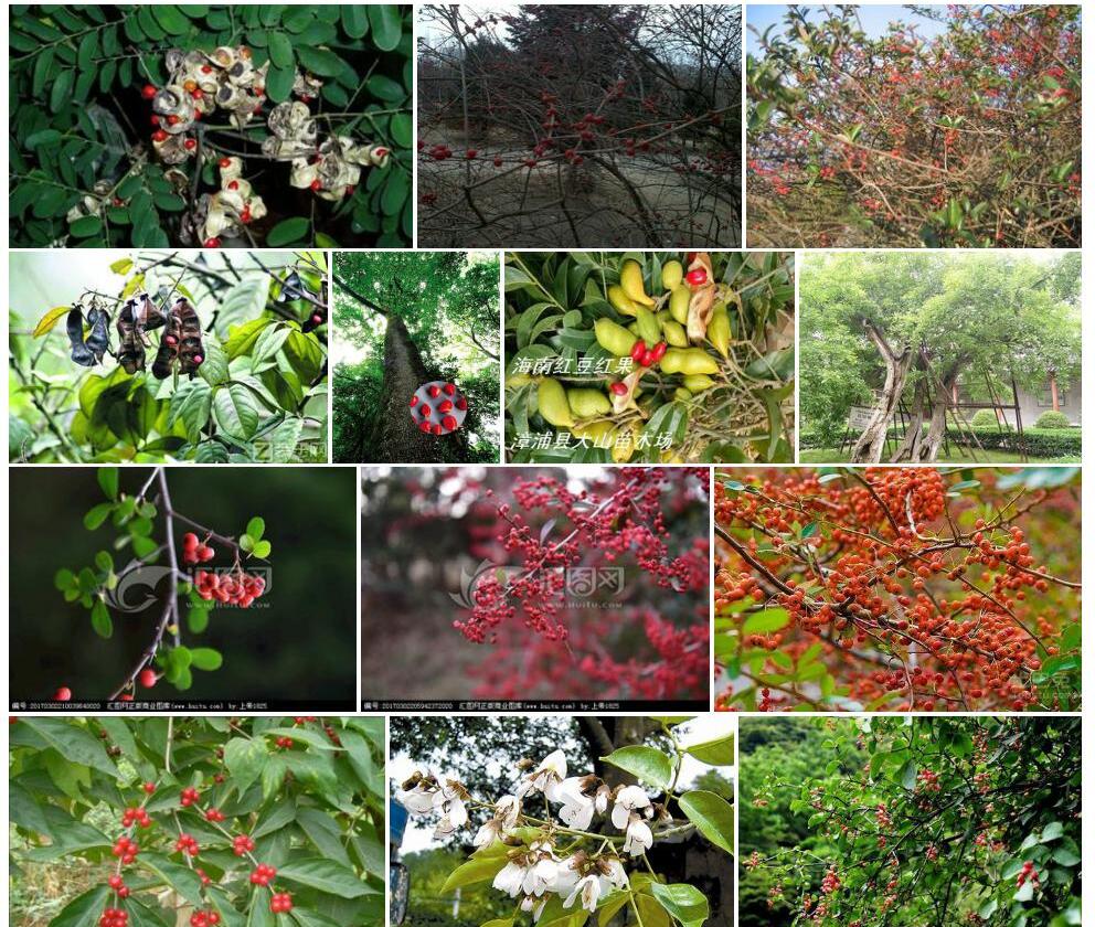 红豆树Ormosia-hosiei图片