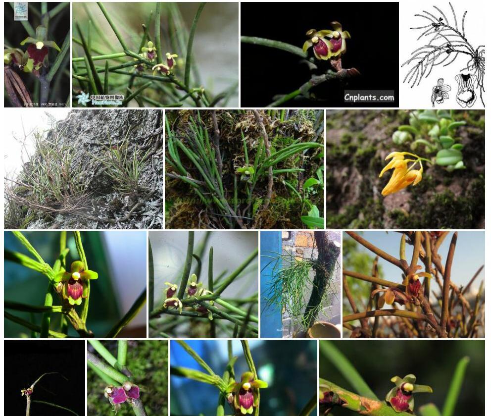 纤叶钗子股Luisia-hancockii图片