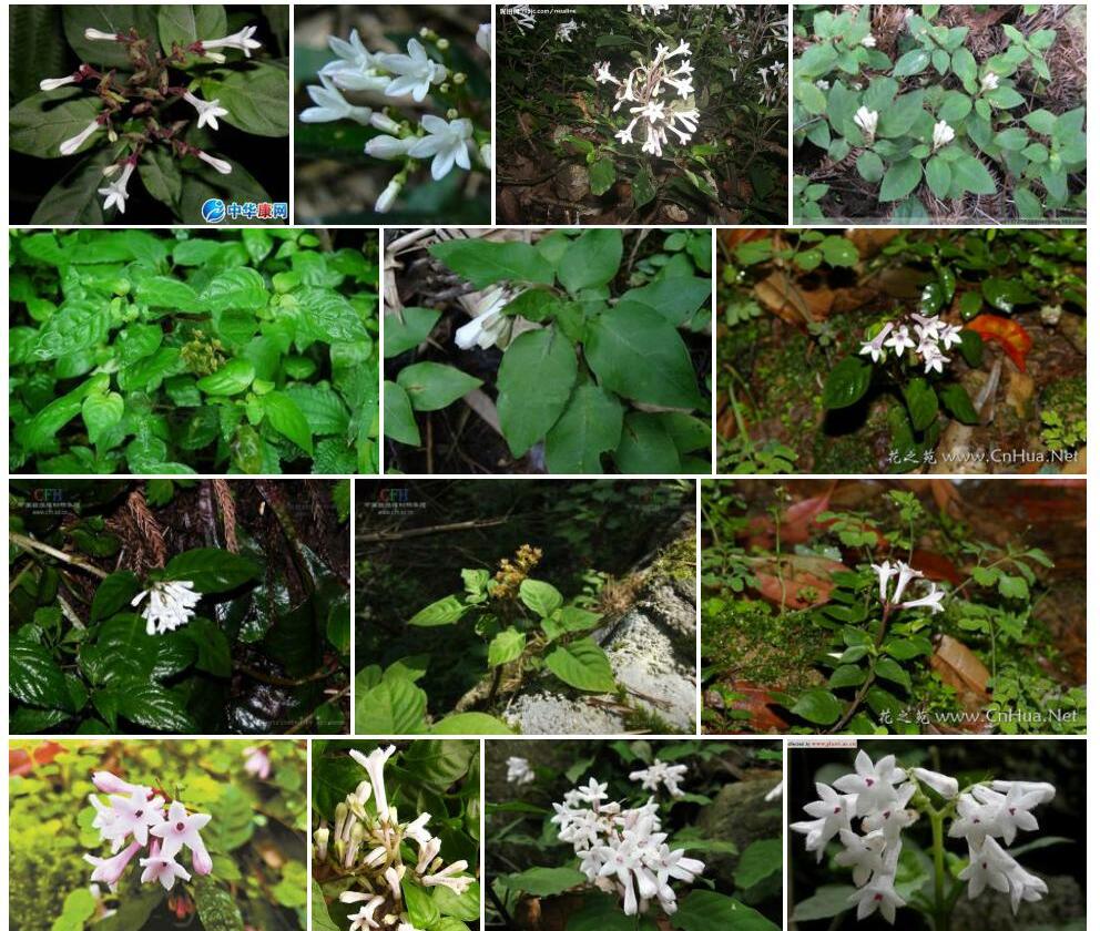 纤弱蛇根草Ophiorrhiza-gracilis图片