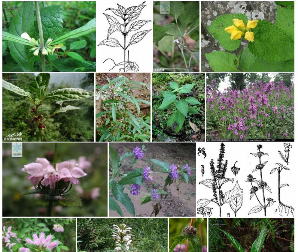 纤细假糙苏Paraphlomis-gracilis图片