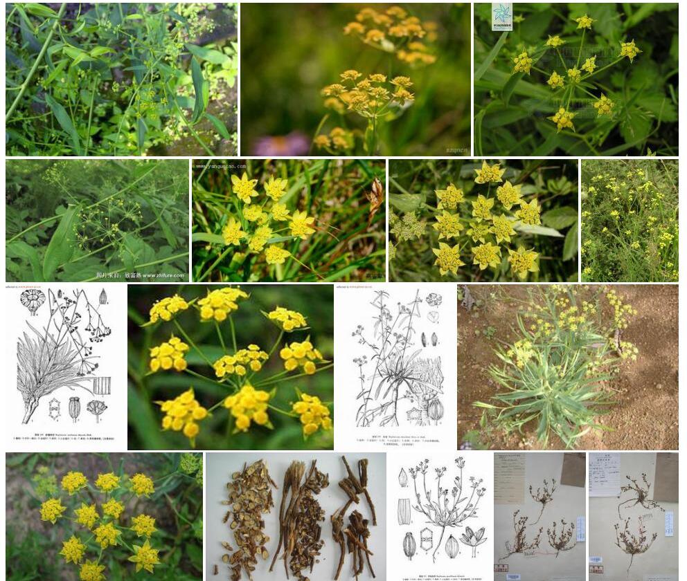 纤细柴胡Bupleurum-gracillimum图片