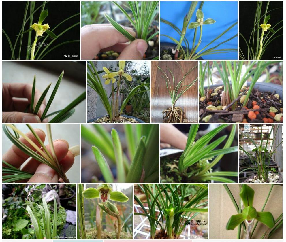线叶春兰Cymbidium-goeringii-var.-serratum图片
