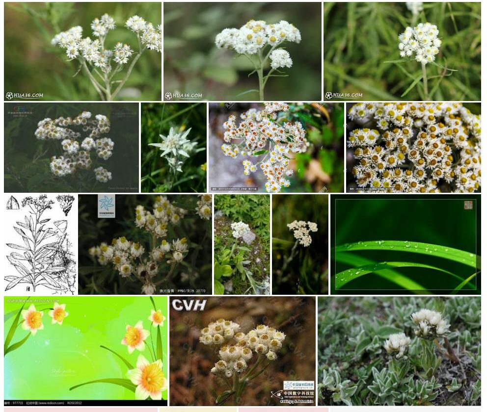 线叶珠光香青Anaphalis-margaritacea-var.-japonica图片